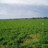 Soil Moisture Sensor in the Belle Fourche Irrigation District